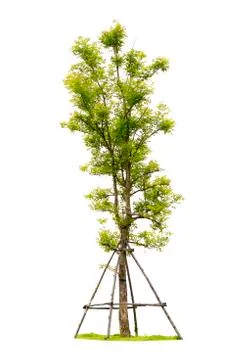 Tree with grass isolated Stock Photos