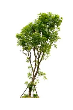 Tree with grass isolated Stock Photos