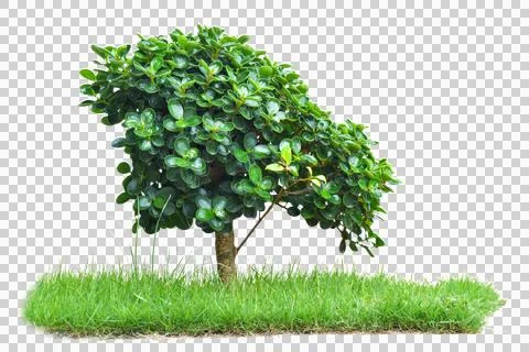 Tree with grass isolated on transparent background png file. Stock Photos