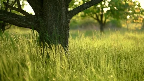 Tree in the grass.Green grass sways under the rays of the sun. Stock Footage 198199078