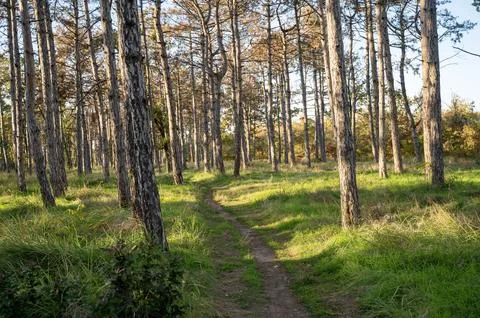 A tree in a grassy area Stock Photos