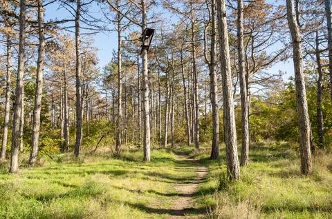 A tree in a grassy area Stock Photos