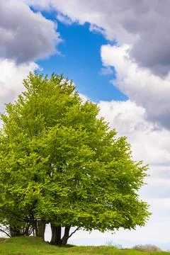 Tree on the grassy hill Stock Photos