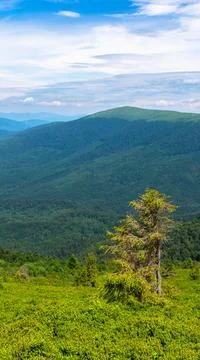 Tree on the grassy hillside Stock Photos