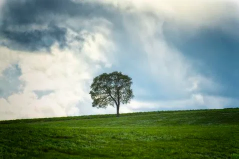 Tree on grassy hillside under cloudy skies Stock Photos