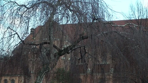 Tree in graveyard with church in the background Video stock 100325758