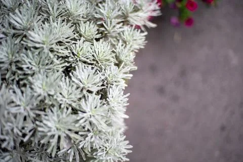 Tree with Gray leaf background close up Stock Photos