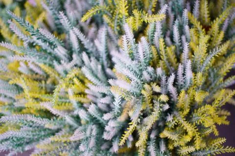 Tree with Gray leaf background close up 스톡 사진