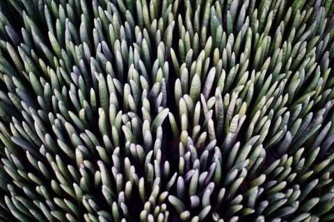 Tree with Gray leaf background close up Stock Photos