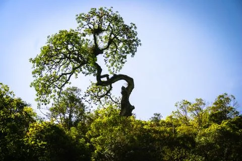 Tree. Great and large rocks in the ocean. Small islands with green forest a.. Fotos de archivo