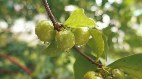 Tree with green acerola Stock Footage 77255536