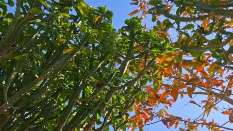 Tree with green and orange leaves reaching towards the blue sky Vídeo Stock 331657943