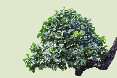 Tree with green background. Stock Photos