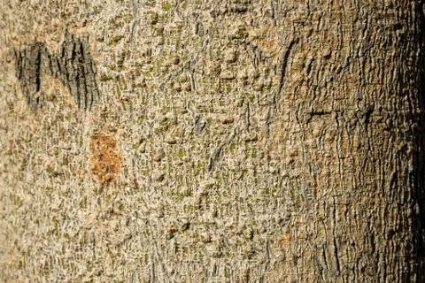 Tree green bark texture. Stock Photos