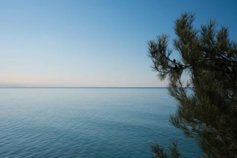 A tree with green branches and pine needles in the foreground and blue sea and Stock Photos