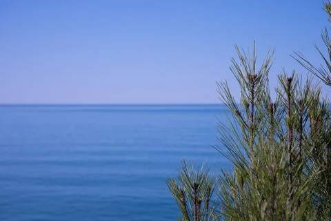 A tree with green branches and pine needles in the foreground and blue sea and Stock Photos