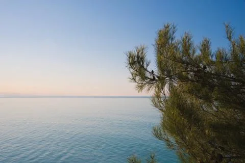 A tree with green branches and pine needles in the foreground and blue sea and Stock Photos