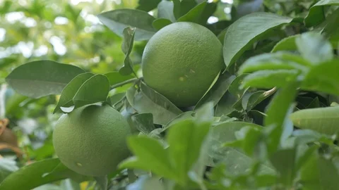 Tree of green citrus fruit before ripening Stock Footage 94100648