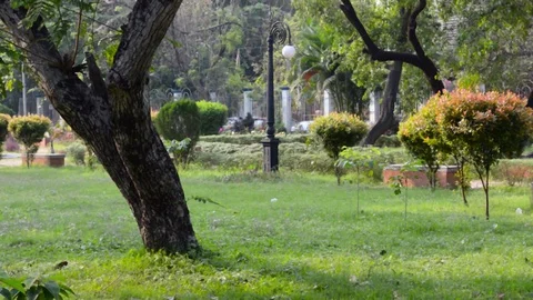 A tree on green color grass meadow. Landscape design of a public park. Spring Stock Footage 128564126