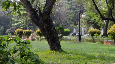 A tree on green color grass meadow. Landscape design of a public park. Spring Stock Footage 128564138