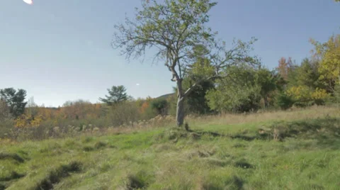 Tree in green field Stock Footage 28691140