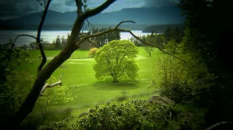 Tree in Green Field, Island Day, Vignette Shot Stock Footage