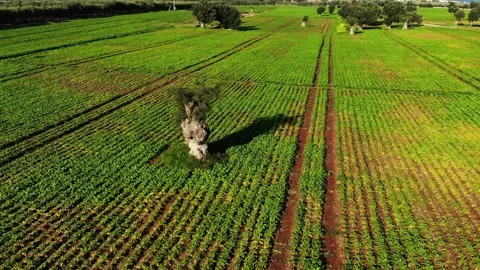 Tree in green field with lines, italy in daytime Stock Footage 137781602