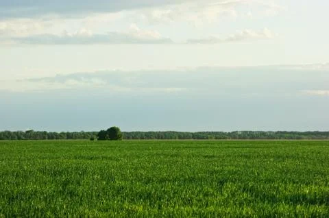Tree on a green field Foto stock