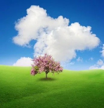 Tree on green field 写真素材