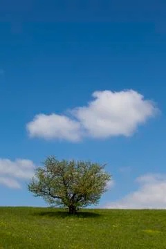 Tree on a green field Stock Photos