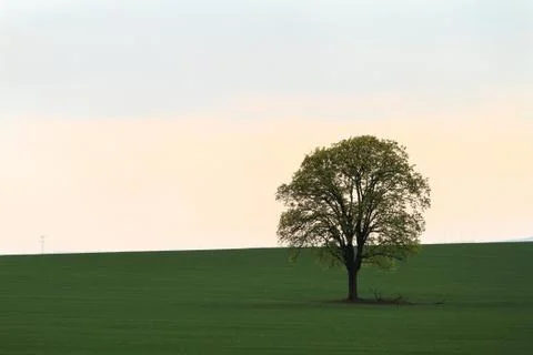 Tree on green field Stock Photos