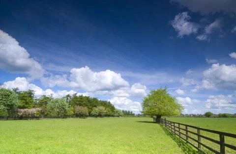 Tree on green field Foto stock