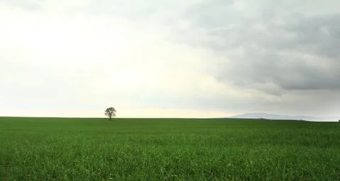 Tree on green field Stock Photos