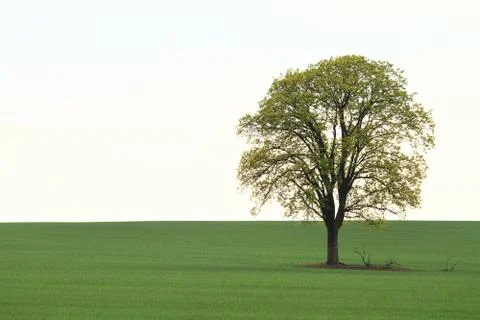 Tree on green field Stock Photos