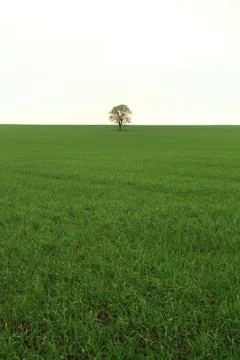 Tree on green field Stock Photos