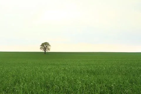 Tree on green field Stock Photos