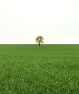Tree on green field Stock Photos