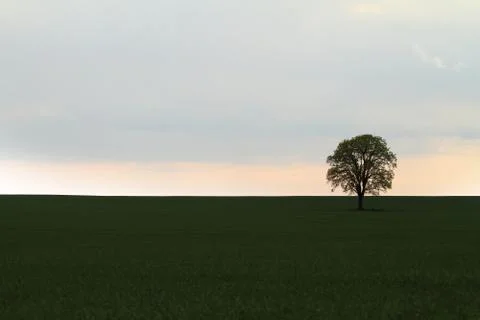 Tree on green field Stock Photos