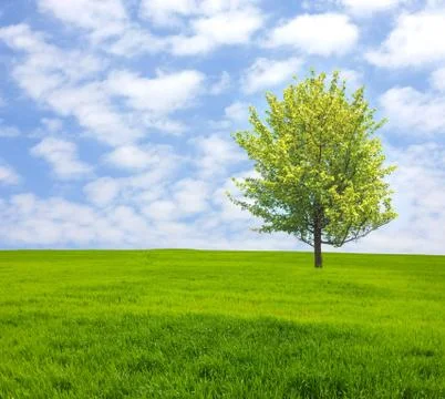 Tree on green field Stock Photos