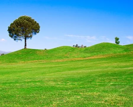 Tree on Green Field Stock Photos