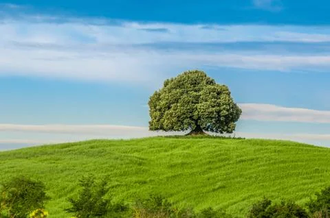 Tree in the green field Stock Photos