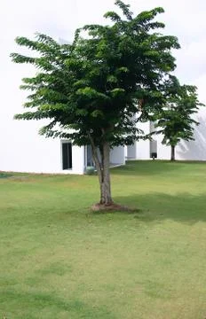 Tree on green field Foto stock