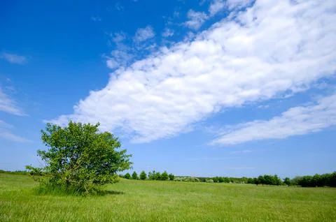 Tree on green field Foto stock