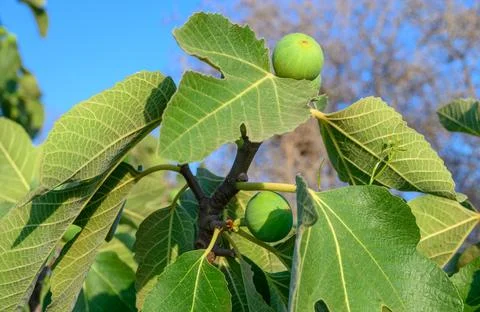 The tree with the green figs Stock Photos