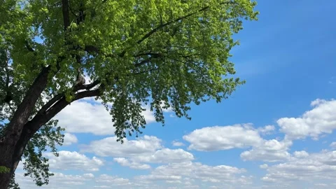 Tree green foliage against blue sky with clouds. Stock Footage 335590448