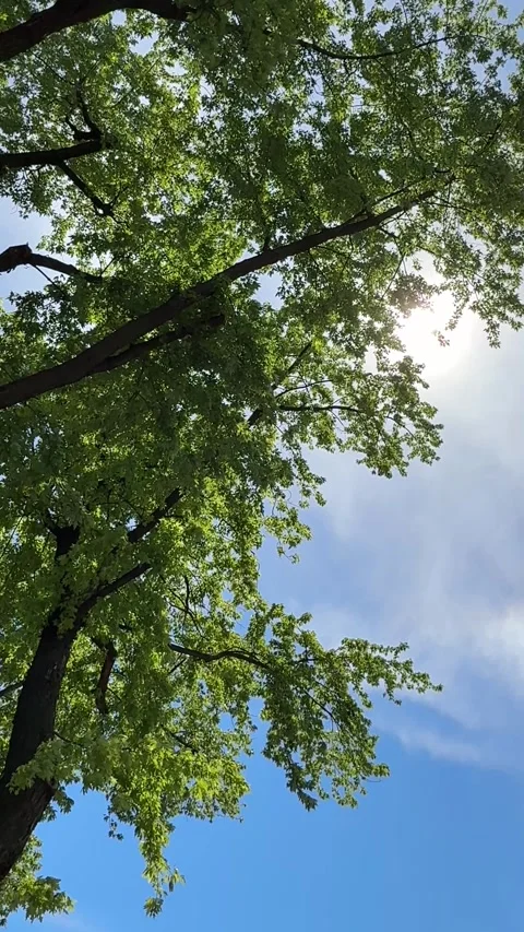 Tree green foliage against blue sky, vertical video. Stock Footage 335592121