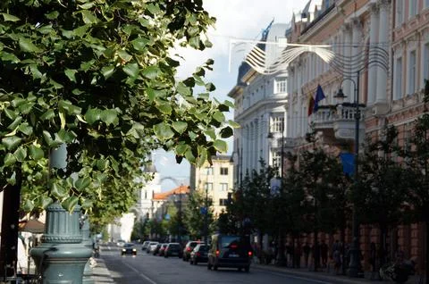 A tree with green foliage with a lamp post hidden in it on an old busy avenue Stock Photos