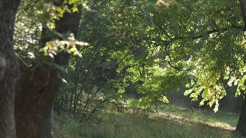 A tree in green foliage not far away. Static shooting. Stock Footage 102396829