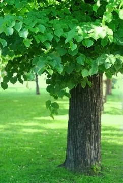 Tree with green foliage Stock Photos