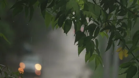 Tree green foliage under rain drops Stock Footage 105855244